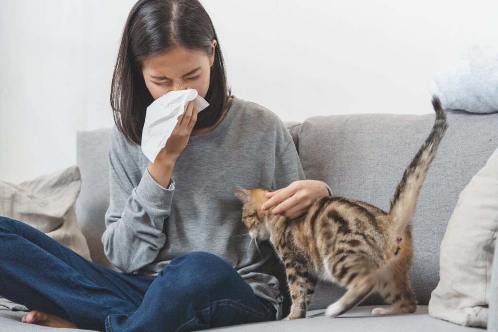 Allergiker-Katzen: Rassen für Allergiker und Tipps