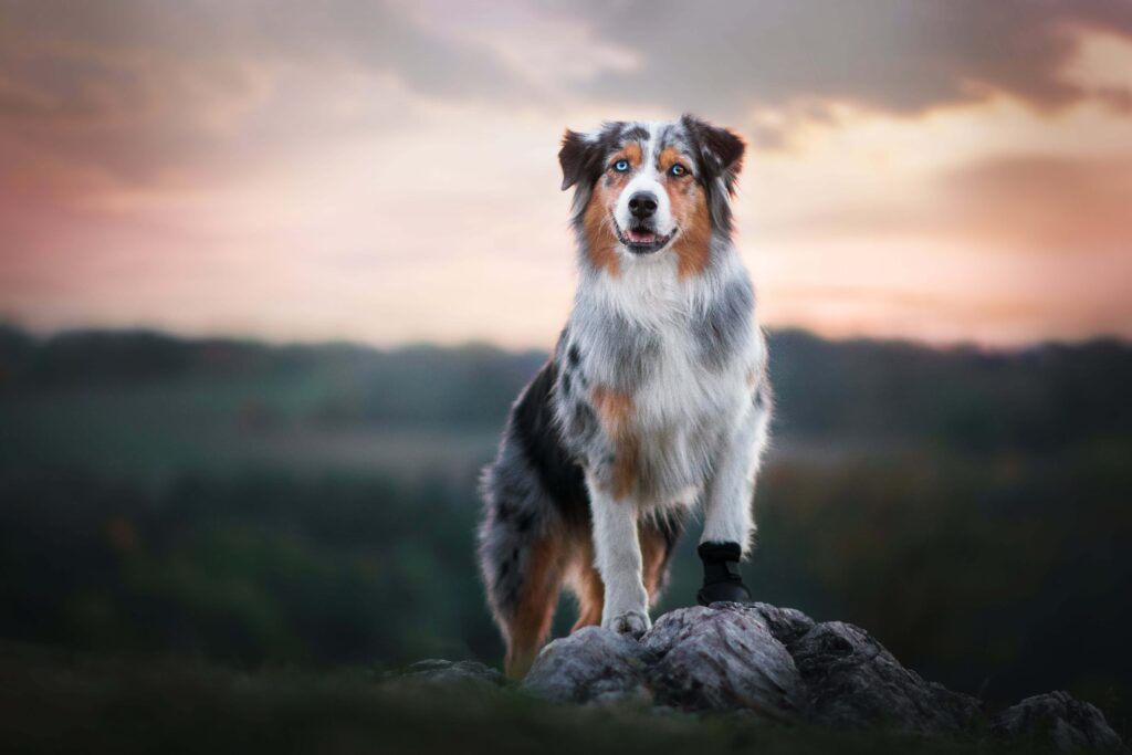 Australian Shepherd: Das intelligente Energiebündel