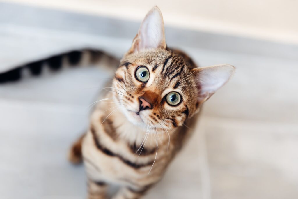 Größe und Wachstum der Bengal Katze: Was Sie erwarten können