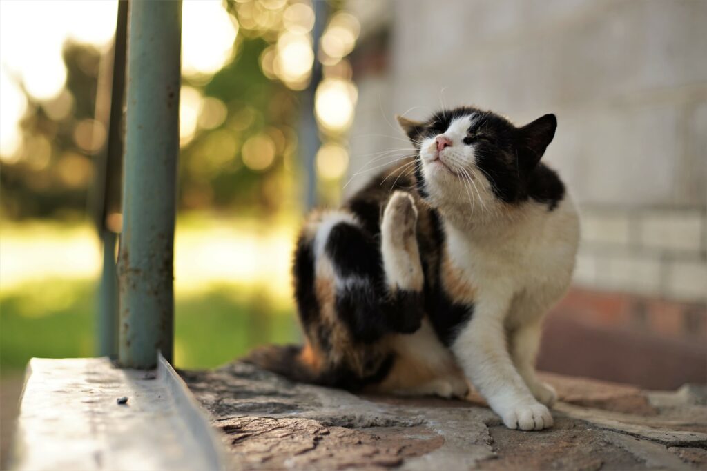 Bravecto für Katzen: Langzeit-Schutz vor Parasiten