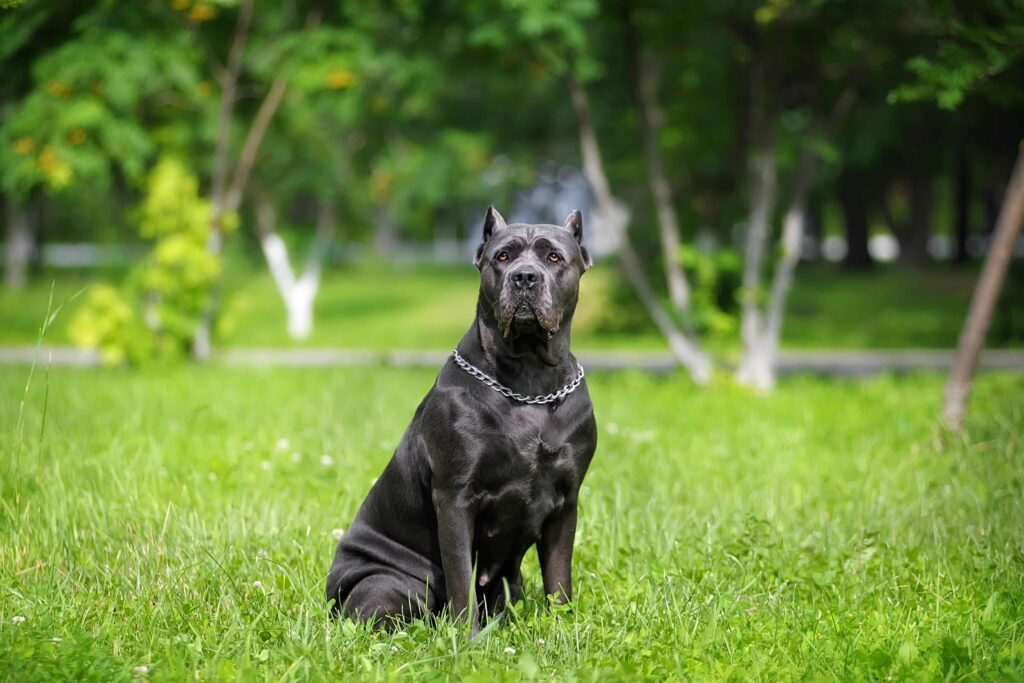 Cane Corso: Der sanfte Riese mit dem großen Herz