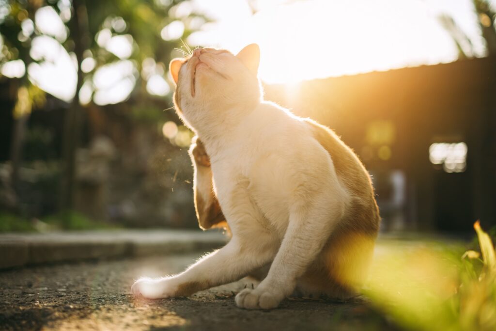 Credelio für Katzen: Schutz vor Flöhen und Zecken