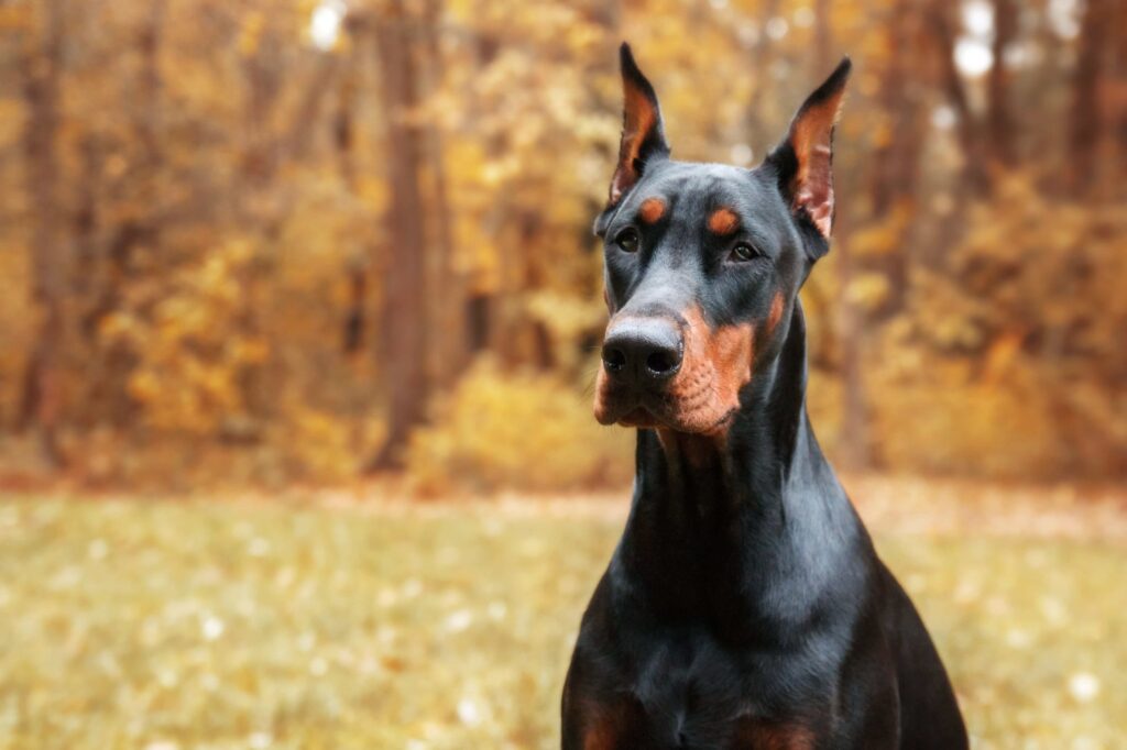 Dobermann: Der elegante Wächter mit dem treuen Blick