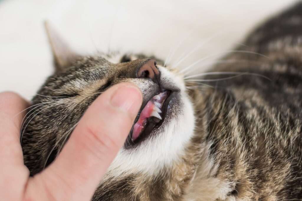 FORL bei Katzen: Wenn die Zähne schmerzen