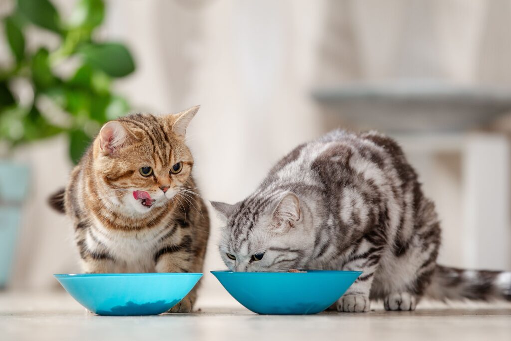 Den richtigen Futternapf für Ihre Katze wählen