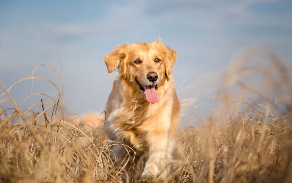 Golden Retriever: Der goldene Familienfreund im Porträt