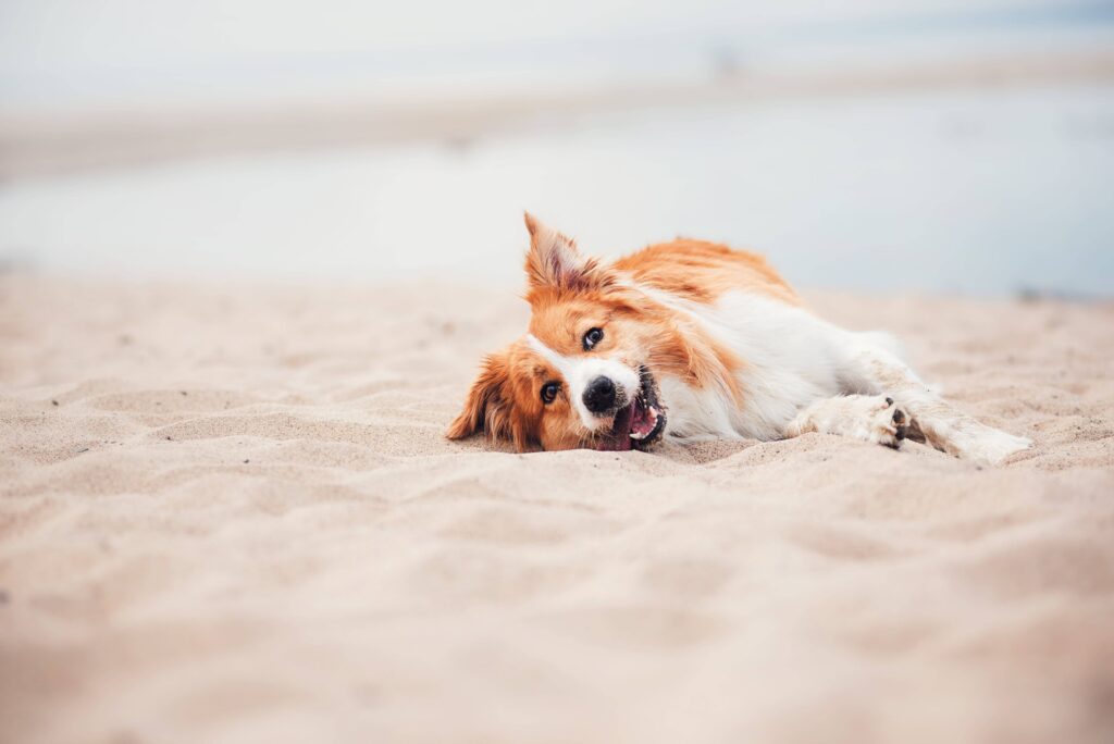 Mit dem Hund ans Meer: Strandspaß im Sommer