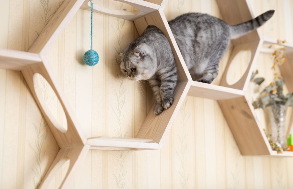 Kletterwand für Katzen: So gestalten Sie ein Kletterparadies