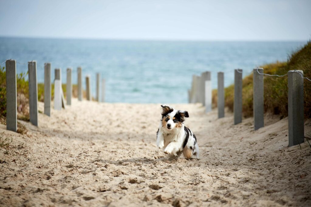 Mit dem Hund an die Ostsee: Tipps und Highlights