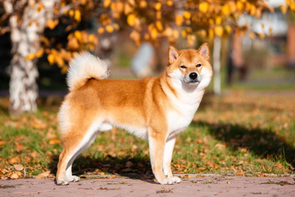 Shiba Inu: Japans charmantester Vierbeiner erobert die Welt