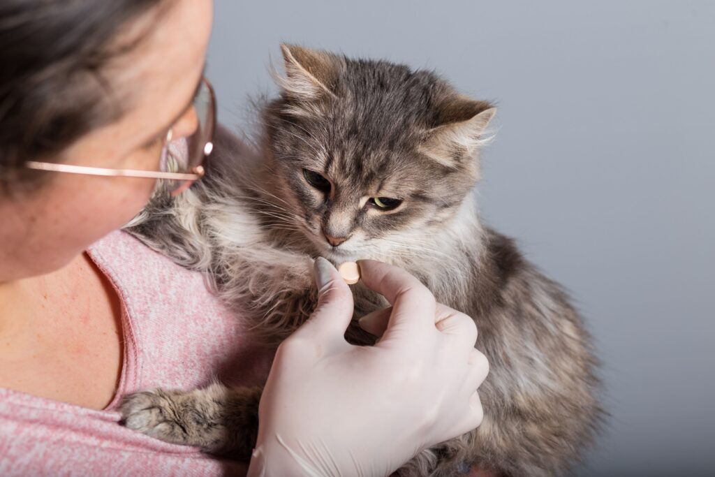 Entwurmung bei Katzen: So halten Sie Ihren Liebling gesund