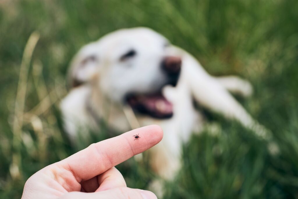 Zeckenbiss beim Hund: So schützen Sie Ihren Liebling effektiv