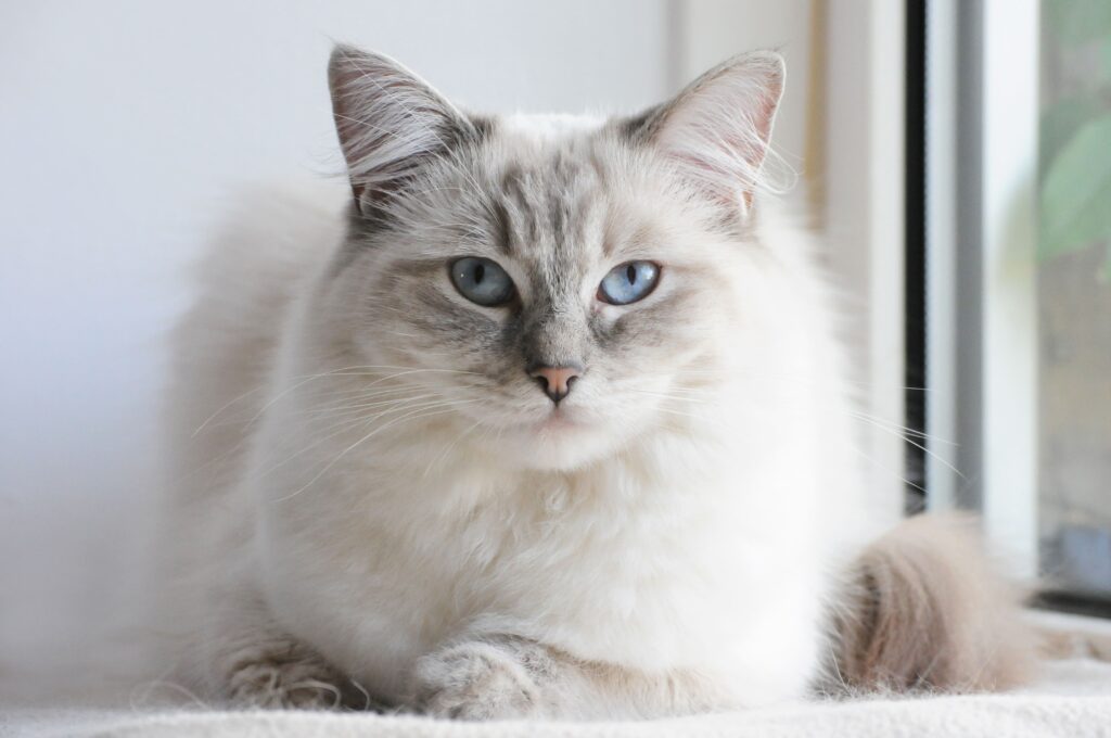 Ragdoll Katzen: Sanfte Riesen mit blauem Blick