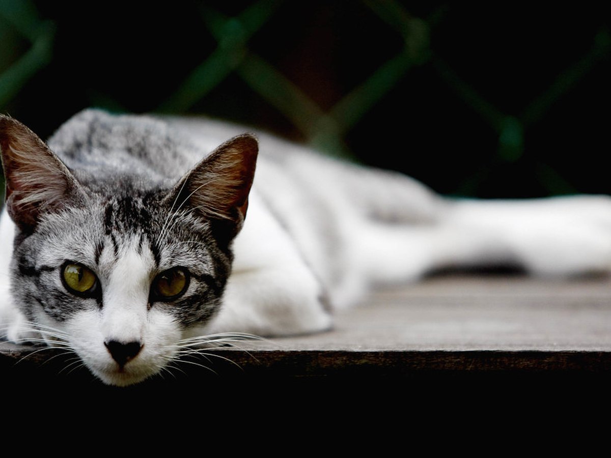 Hauskatze im Freien