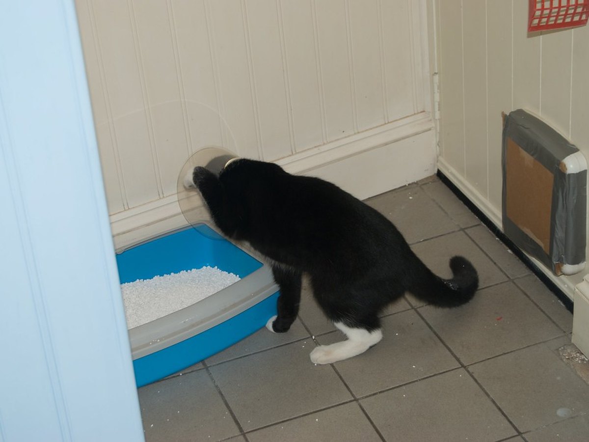 Katze mit Kastrationshalskrause nach der Operation