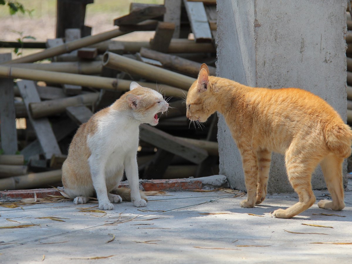 Fauchende Katze in Abwehrhaltung