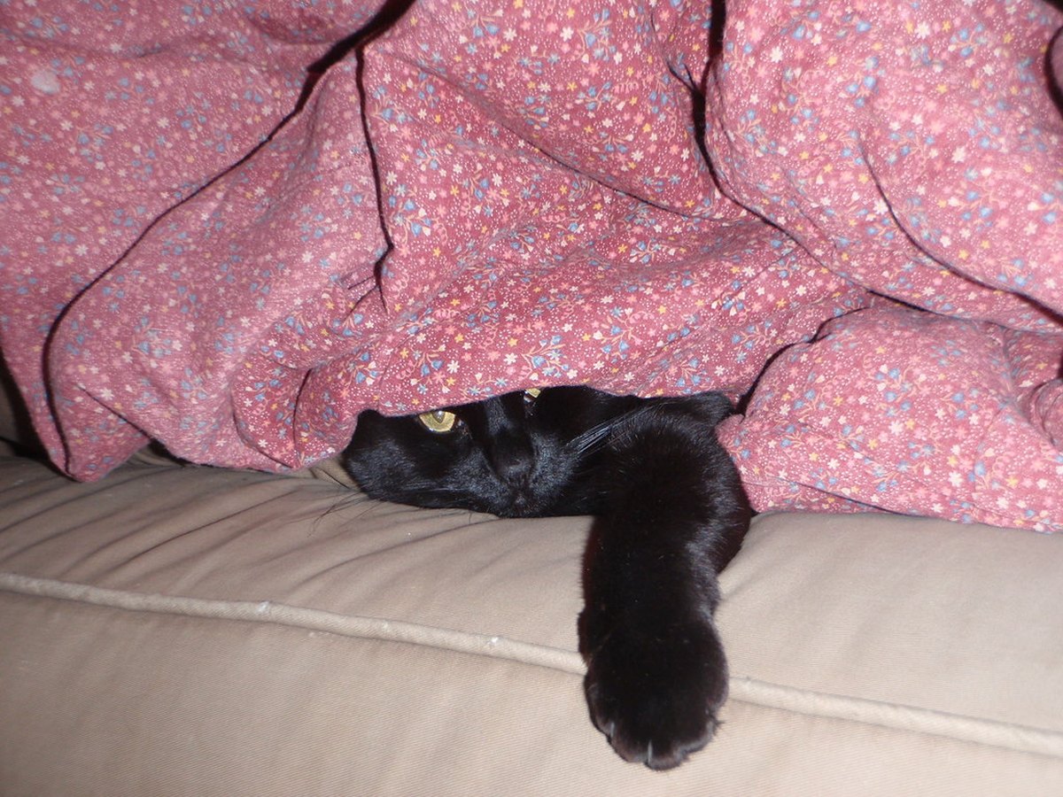 Katze versteckt sich ängstlich unter einem Möbelstück