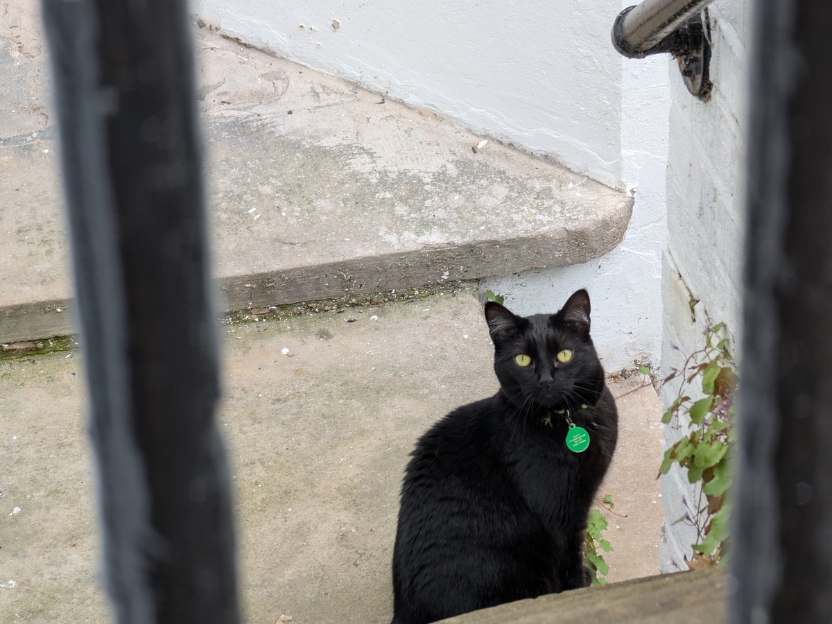 Schwarze Katze auf einem Zaun