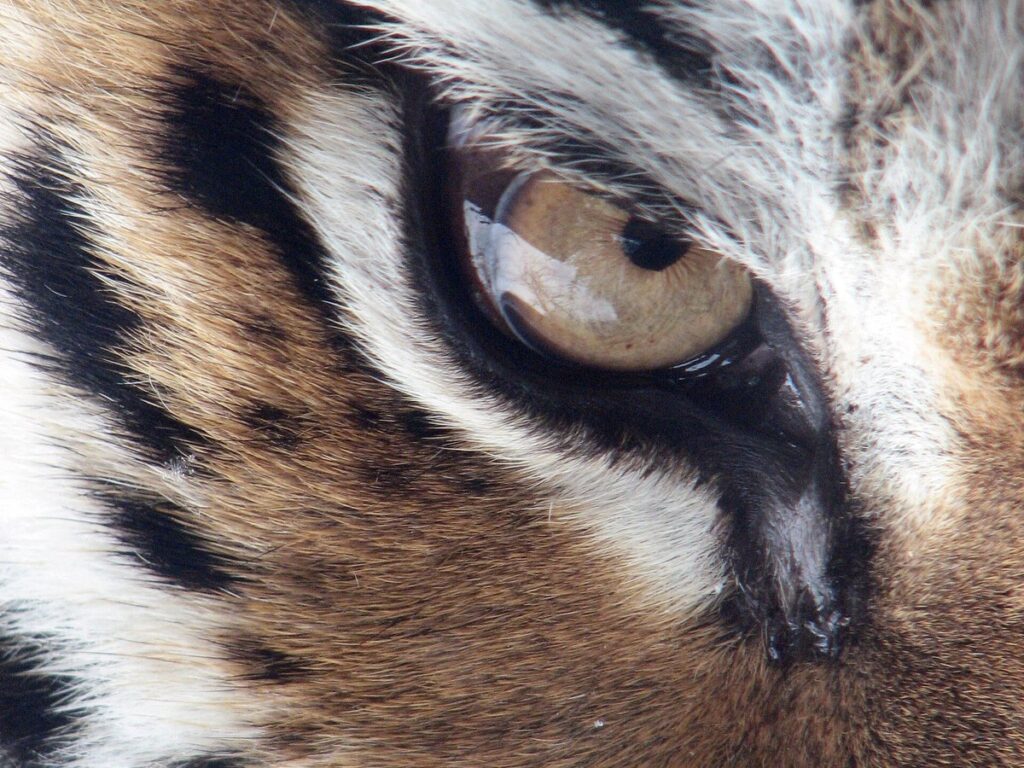 Tiger im Porträt