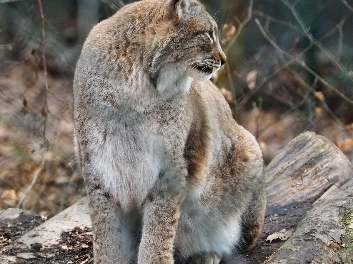 Eurasischer Luchs