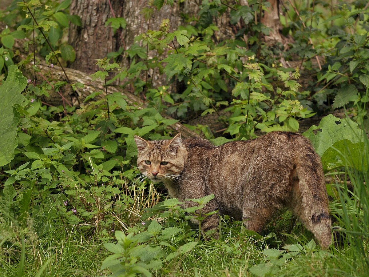 Europäische Wildkatze