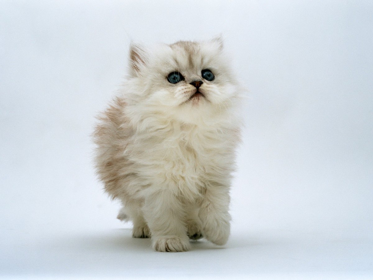 Perserkatze