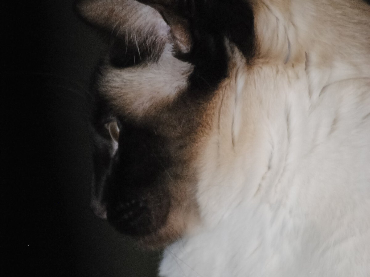 Siamkatze