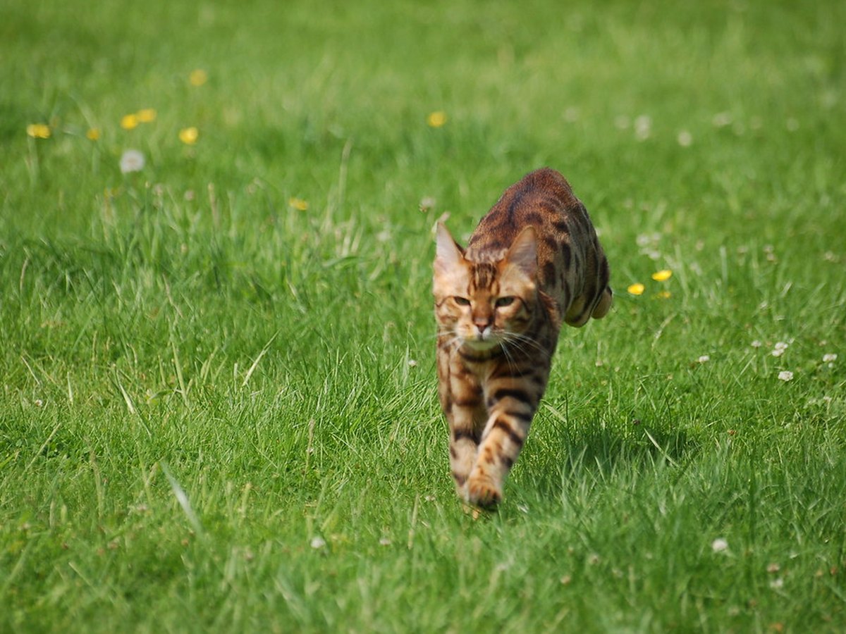 Bengalkatze mit geflecktem Fell