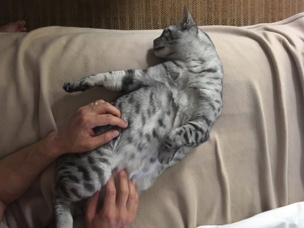 Ägyptische Mau, die einzige natürlich gefleckte Hauskatzenrasse