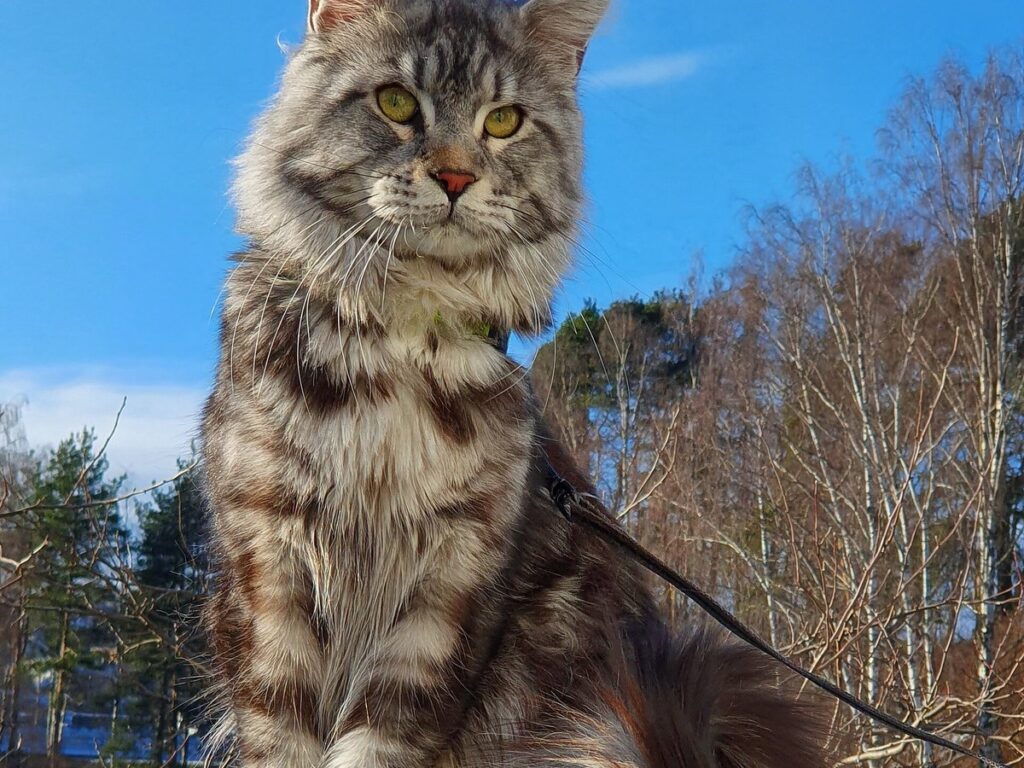 Maine-Coon-Katze