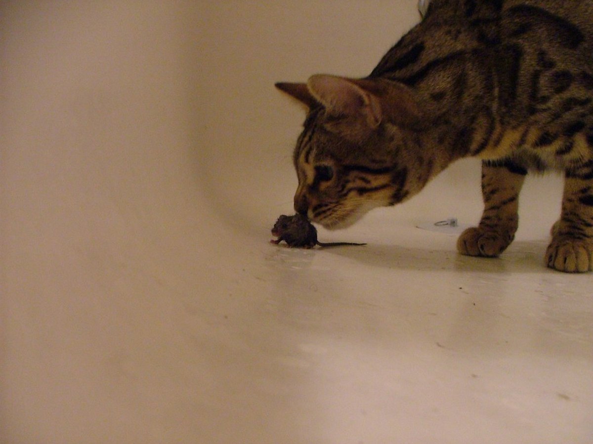 Aktive, spielende Bengalkatze