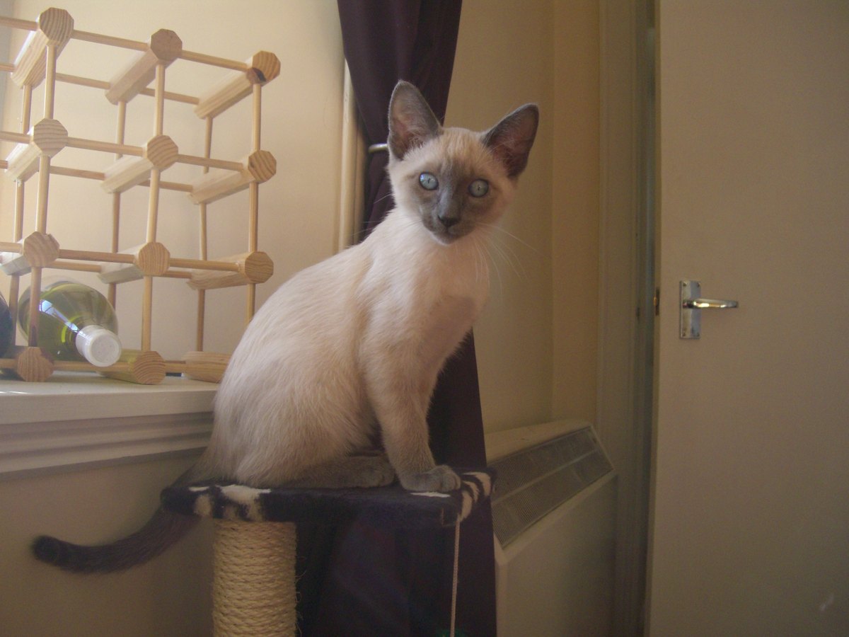 Siamkatze im Farbschlag Blue-Point