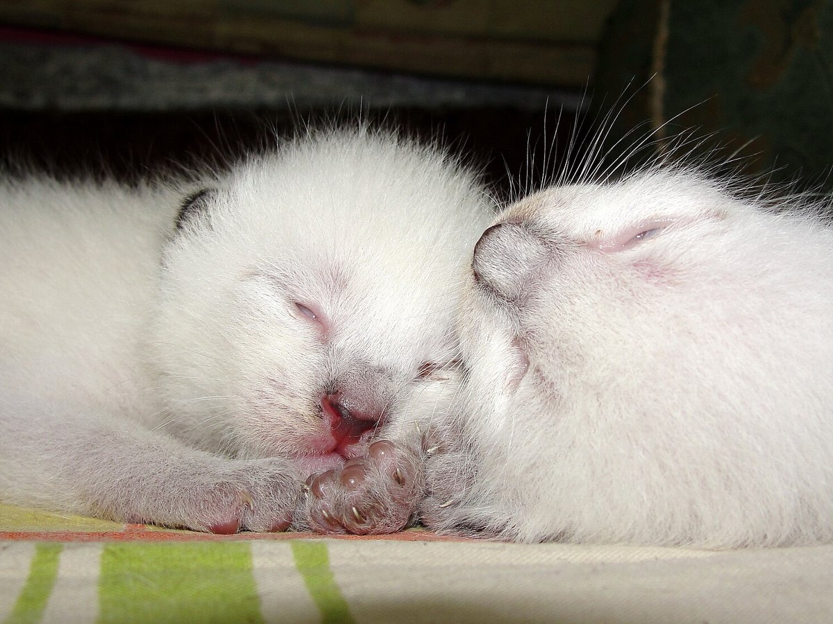 Siamkatzen-Kitten ohne ausgeprägte Point-Zeichnung