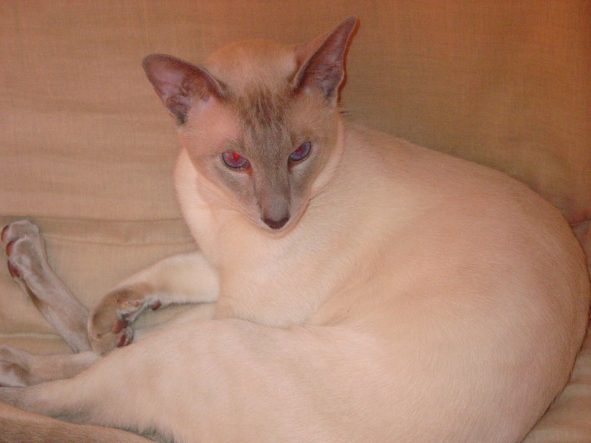 Siamkatze im Farbschlag Lilac-Point