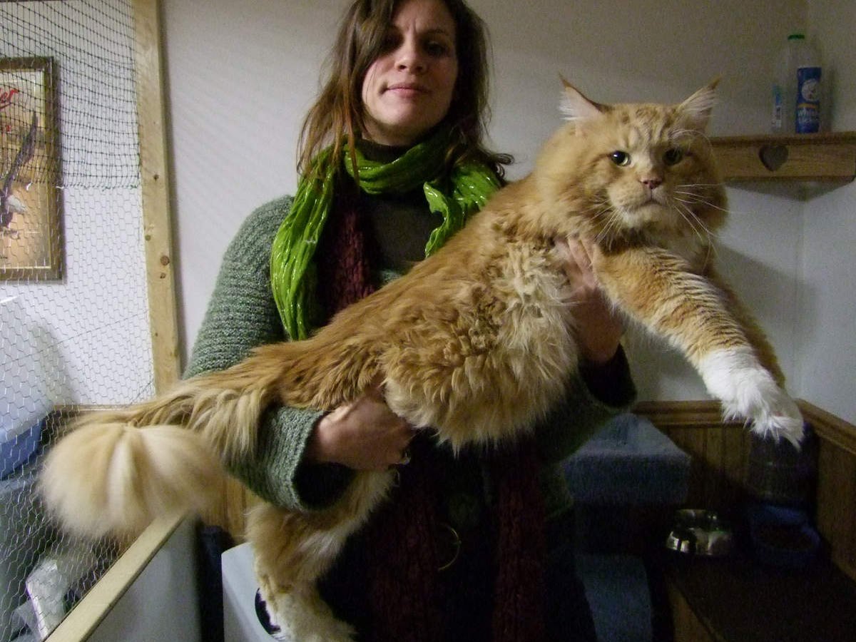 Maine Coon mit klassischer Brown-Tabby-Zeichnung