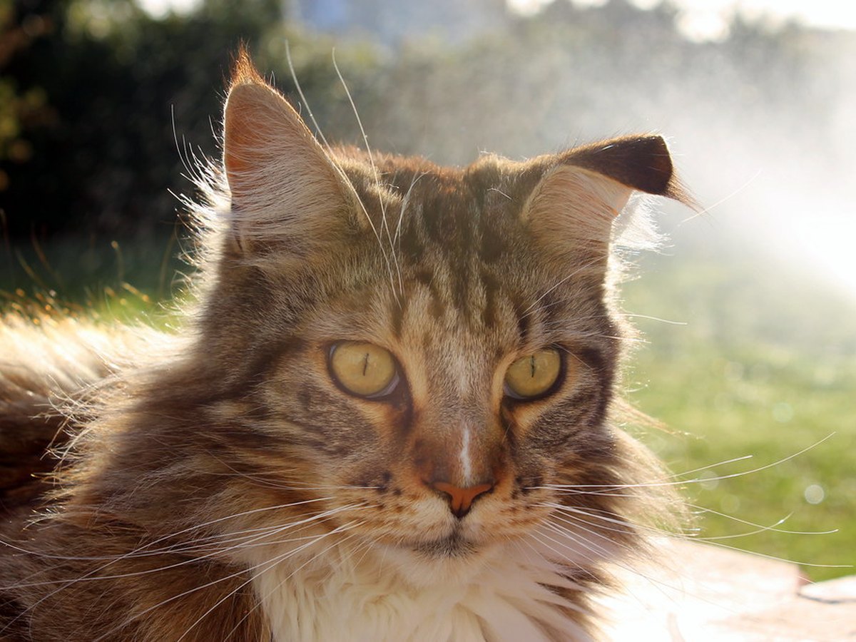 Maine Coon mit Haarbüscheln an den Ohrspitzen