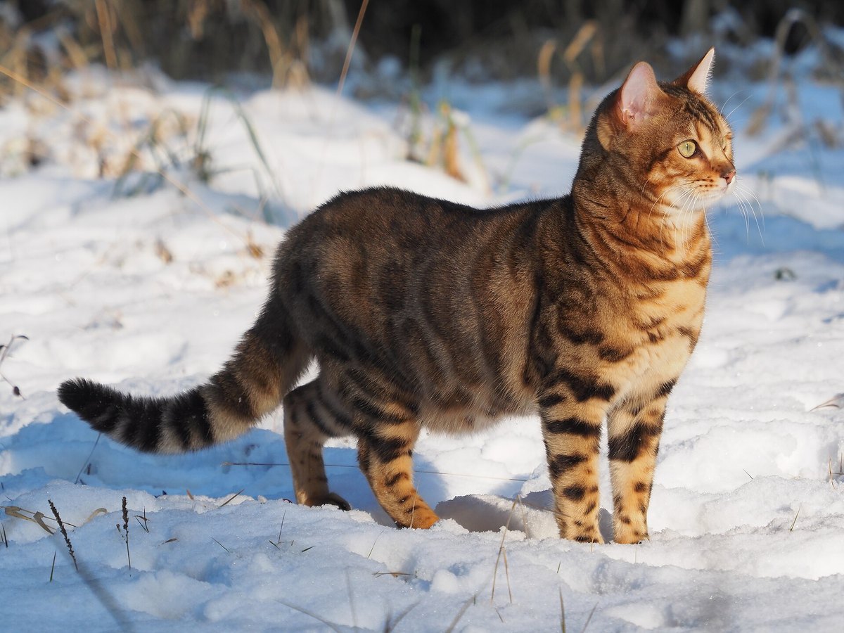 Bengalkatze mit geflecktem Fell