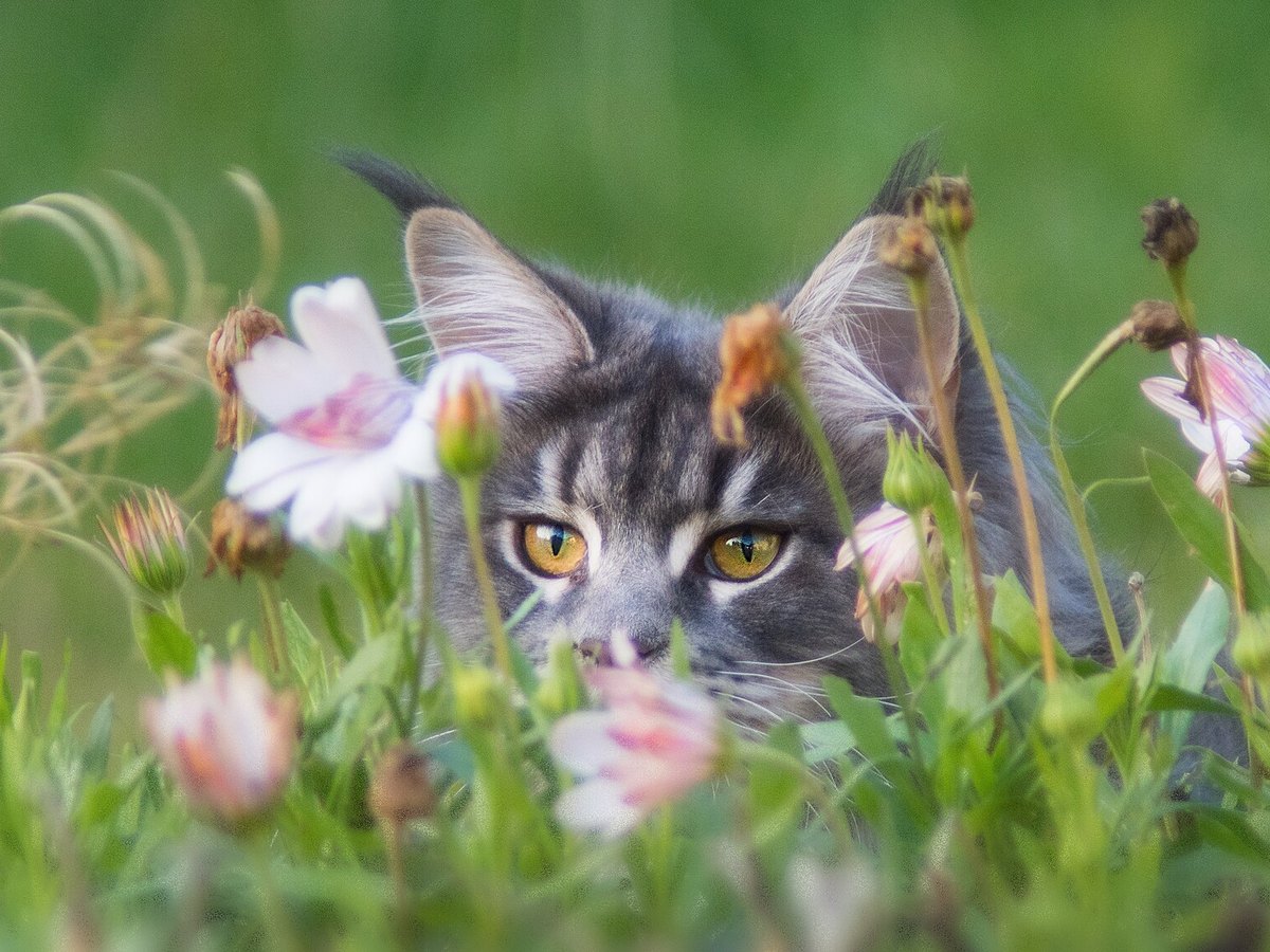 Maine Coon mit Luchspinseln an den Ohren