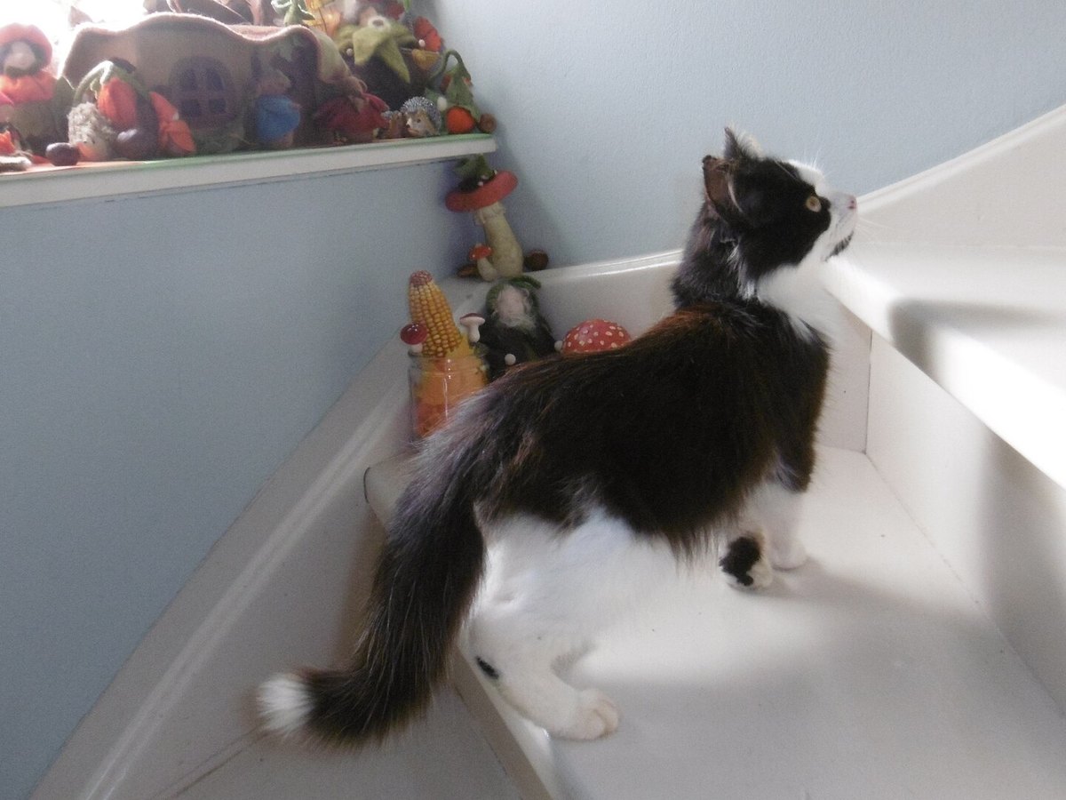 Norwegische Waldkatze