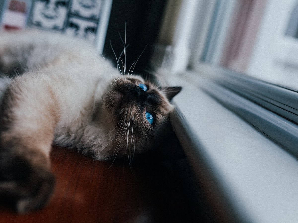 Ragdoll mit blauen Augen
