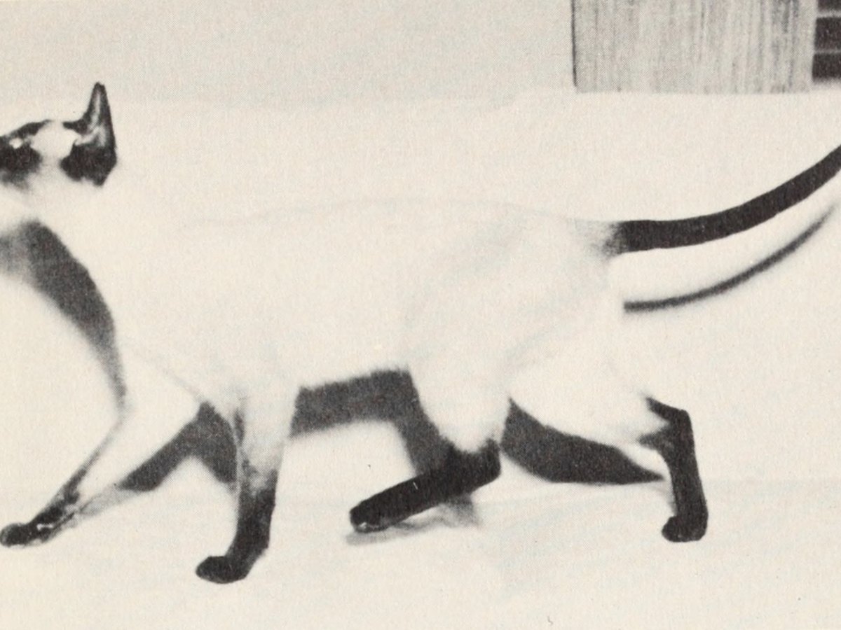 Siamkatze mit Point-Zeichnung