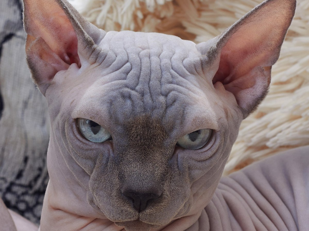 Sphynx ohne Fell