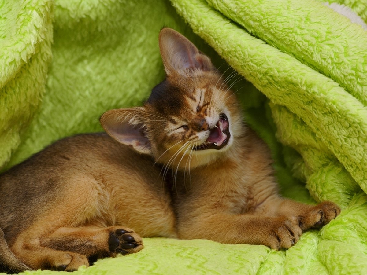 Abessinierkatze mit getickten, warmbraunen Fellhaaren