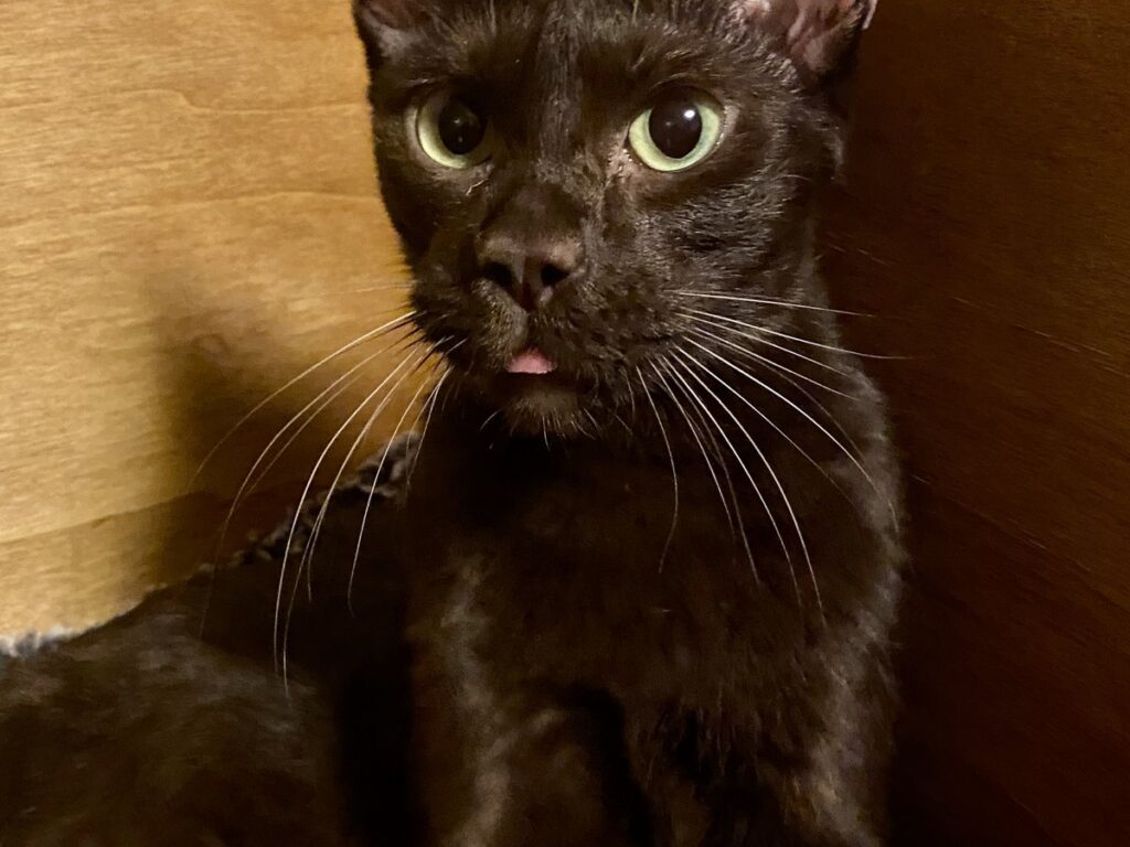 Havana-Katze mit mahagonibraunem Kurzhaarfell