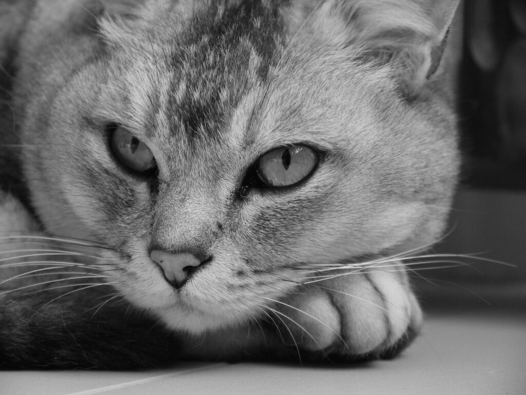 Burmilla-Katze mit getipptem, silbrigem Fell