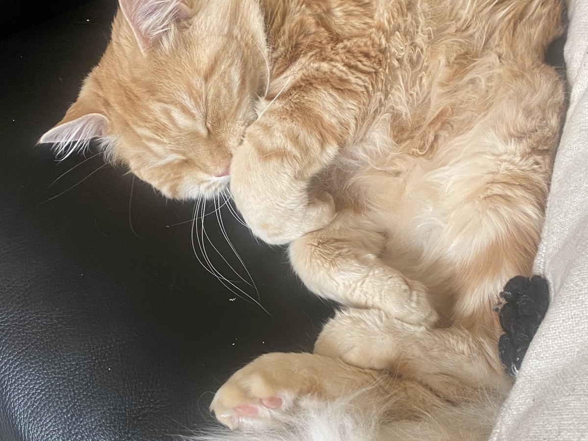 Ruhige Perserkatze beim Entspannen