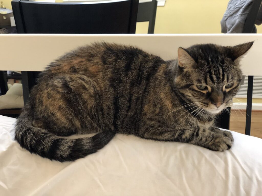 Katze ruht sich zurückgezogen aus