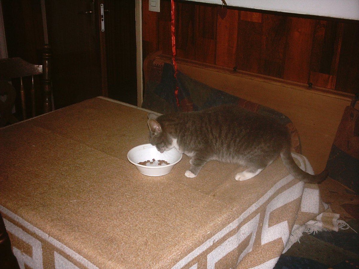 Katze frisst aus einem Napf