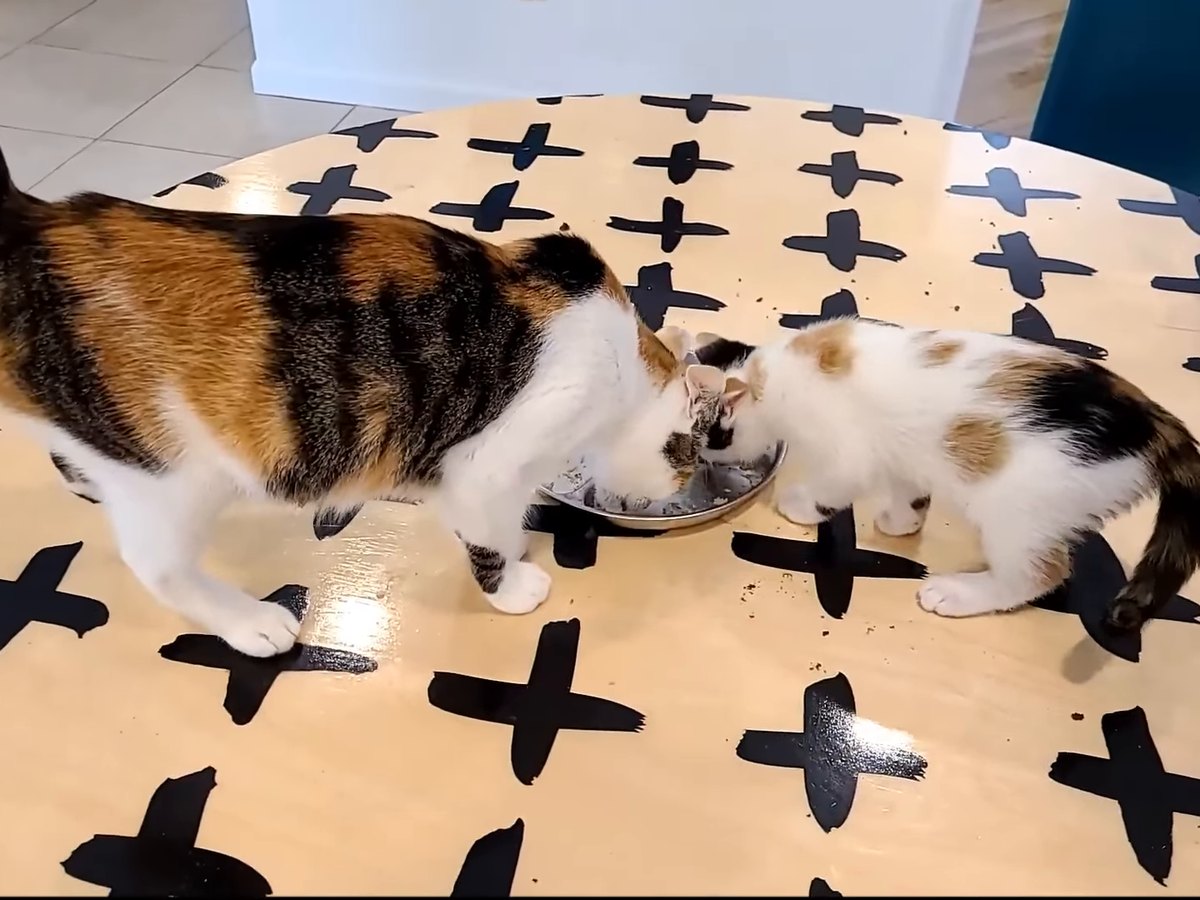 Katzen fressen Nassfutter von einem Teller