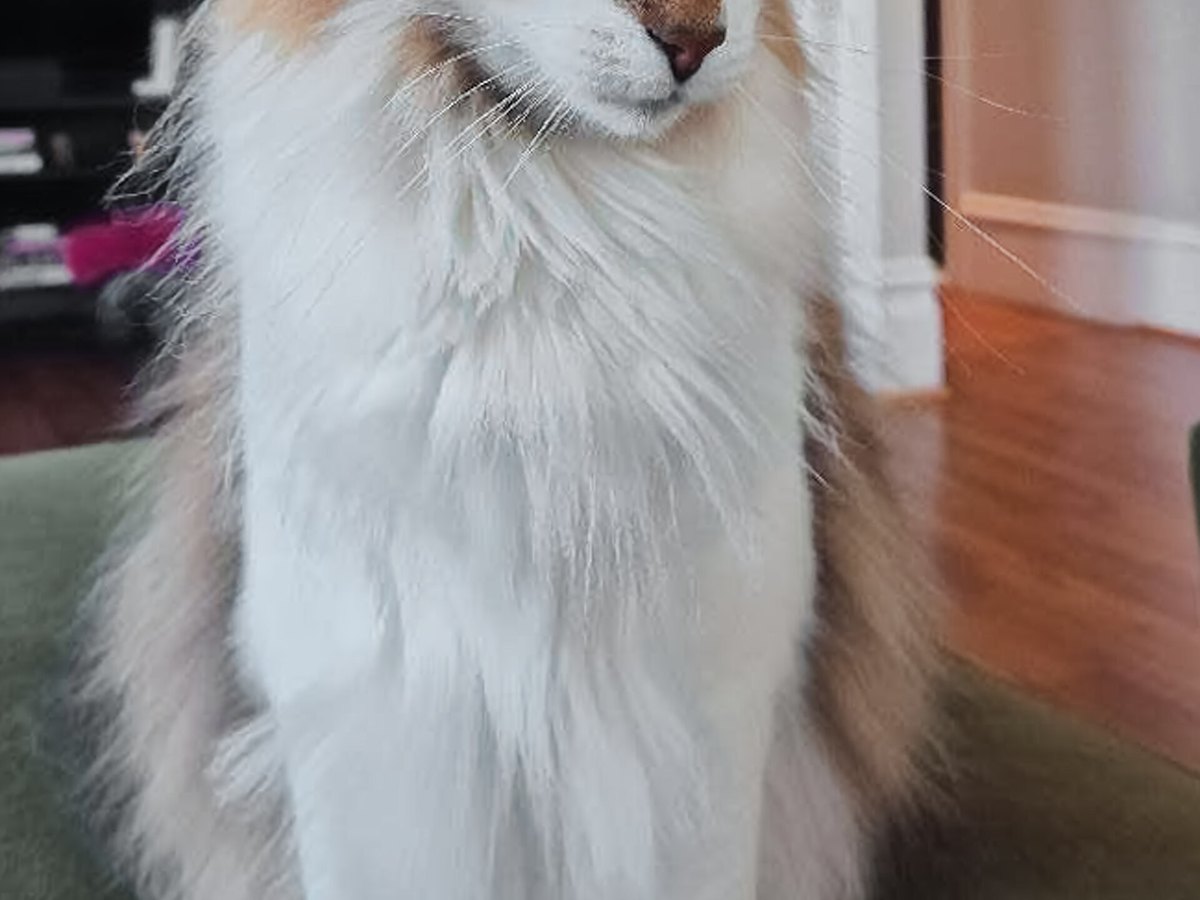 Langhaarkatze mit seidigem Fell und wachem Blick